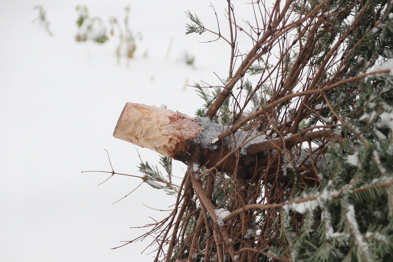 Nahaufnahme eines abgeputzten Weihnachtsbaumes mit teilweise nadelfreien Ästen