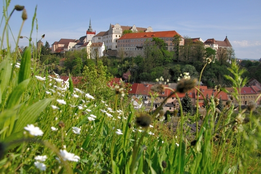 Blick vom Protschenberg auf die Altstadt: Im Vordergrund eine blühende Wiese, im Hintergrund das Ensemble der Ortenburg