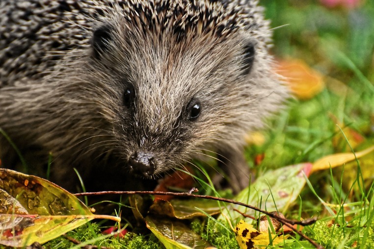 ein Igel im Herbst