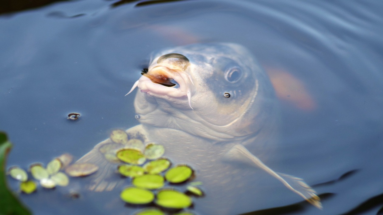 Ein Karpfen hält sein Maul über die Wasseroberfläche, vor ihm schwimmen Wasserpflanzen.
