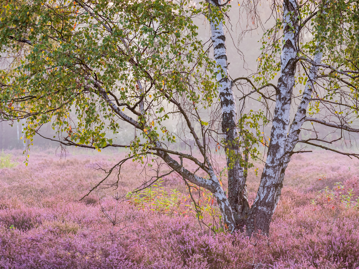 Das Foto zeigt ein Birke inmitten der blühenden Heide.