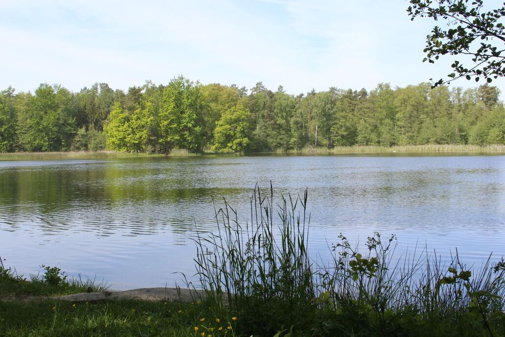 Steinteich Teichlandschaft mit Gräsern und Waldrand