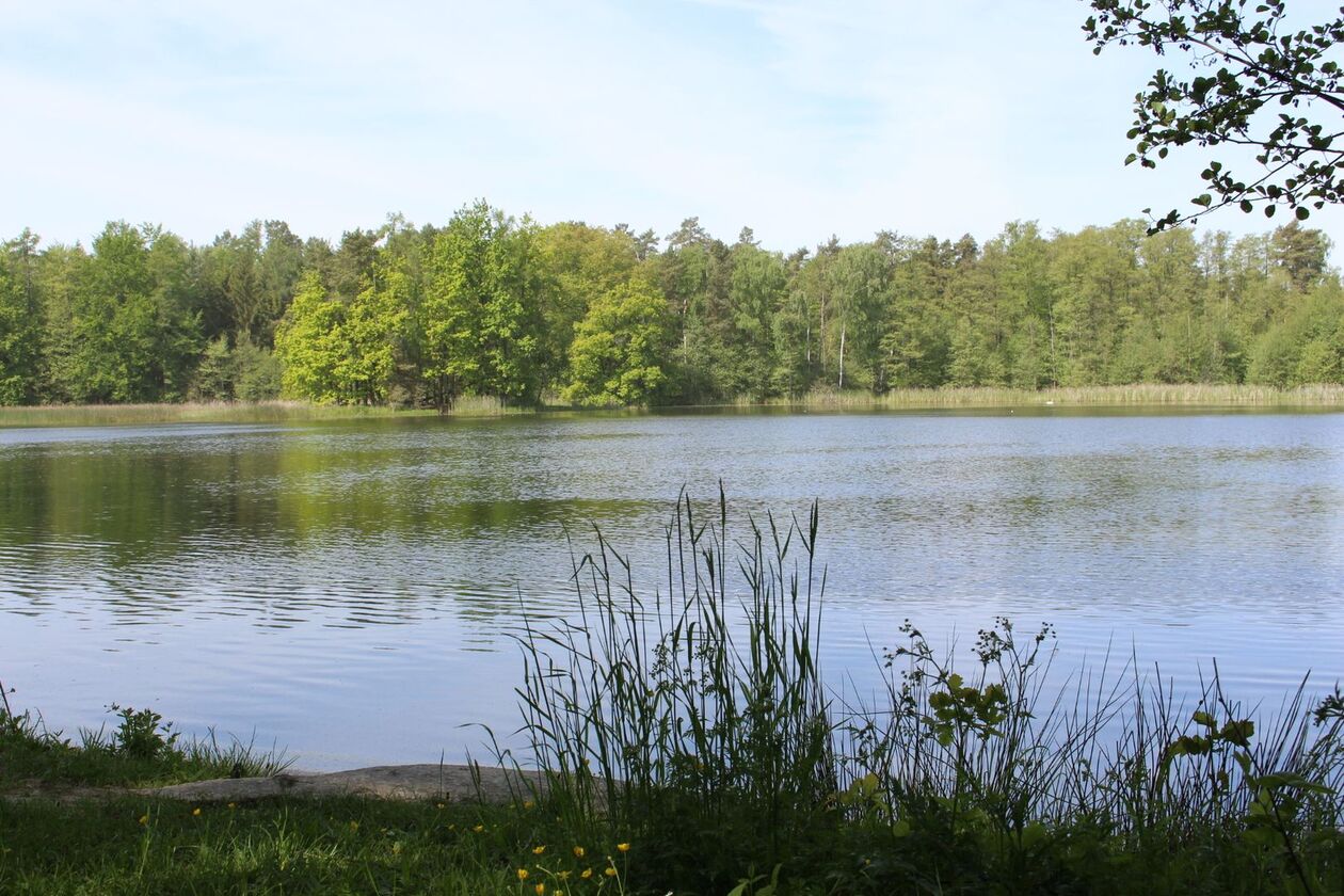 Teichlandschaft mit Gräsern und Waldrand