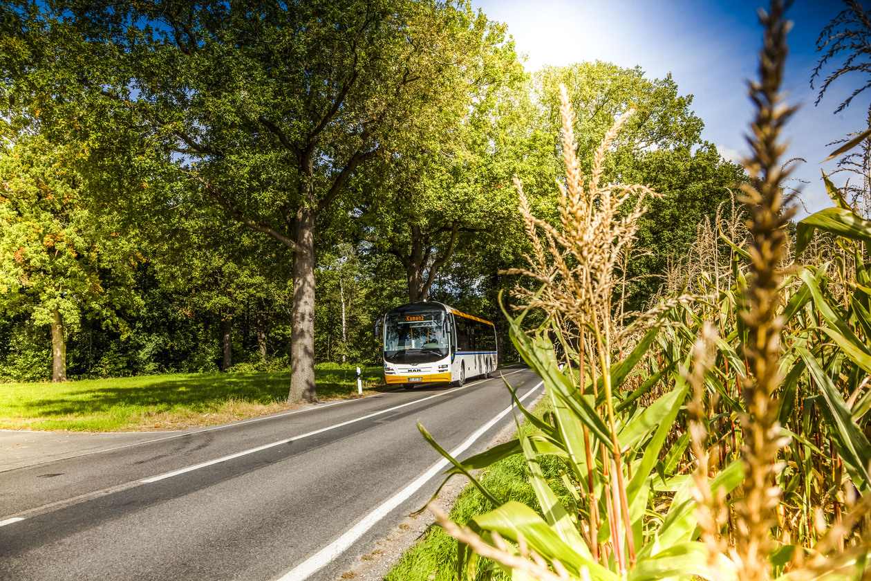 Ein Linienbus fährt über eine Landstraße. Am linken Straßenrand Wald, am rechten ein Maisfeld.
