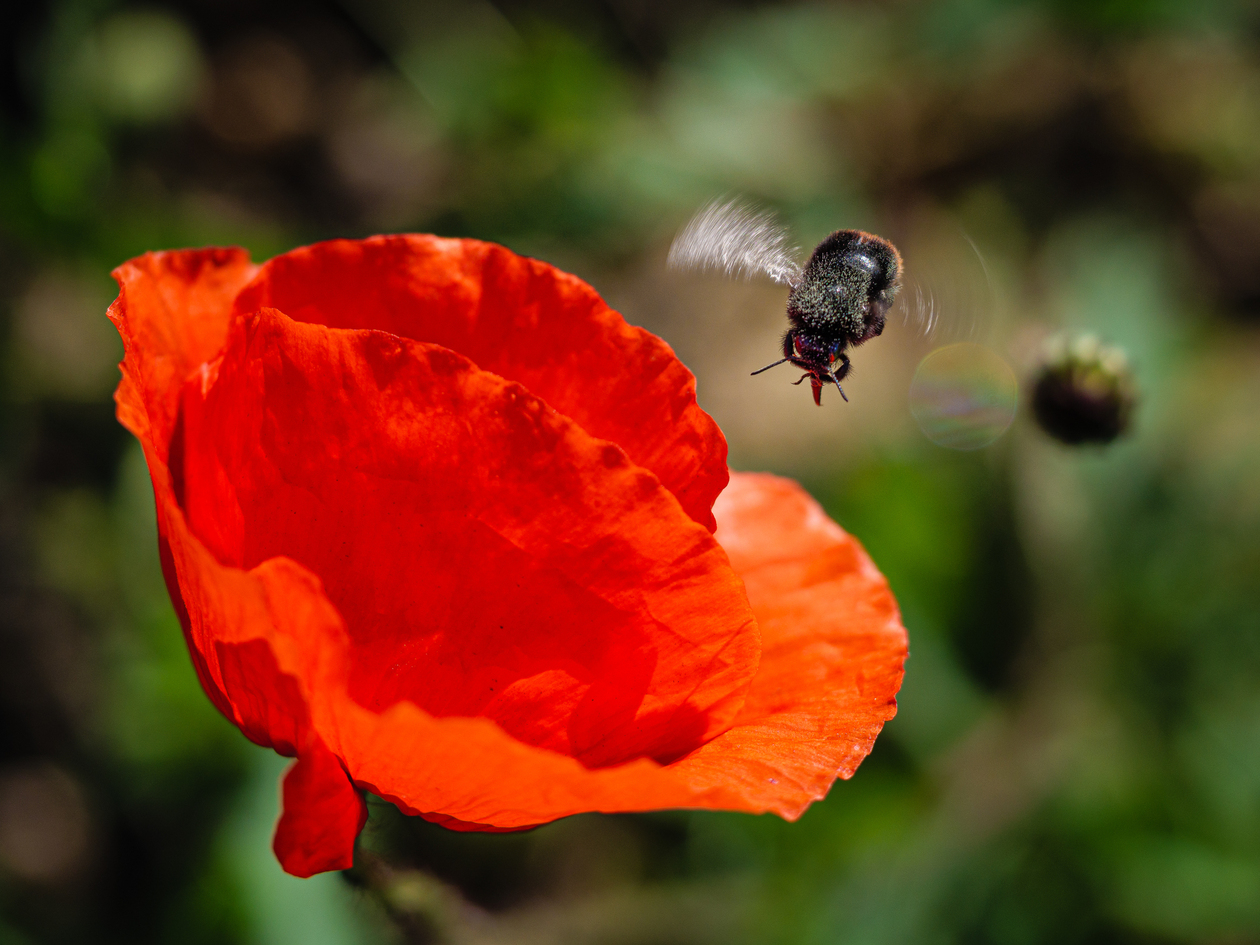 Das Foto zeigt eine Mohnblüte, dei voneiner Hummel angeflogen wird.