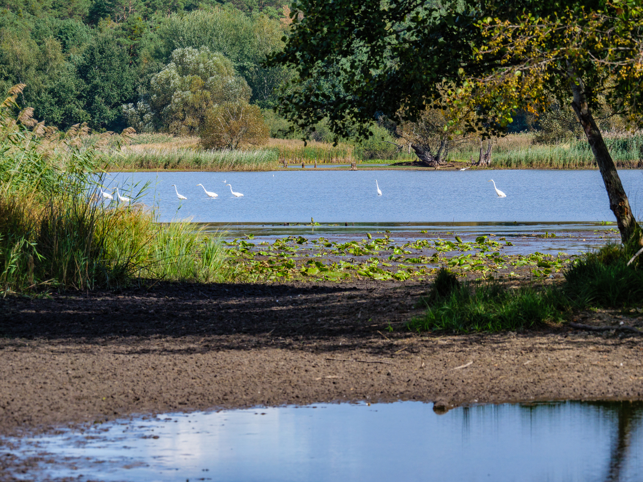 Teich mit Silberreihern, im Uferbereich Bäume und Sträucher