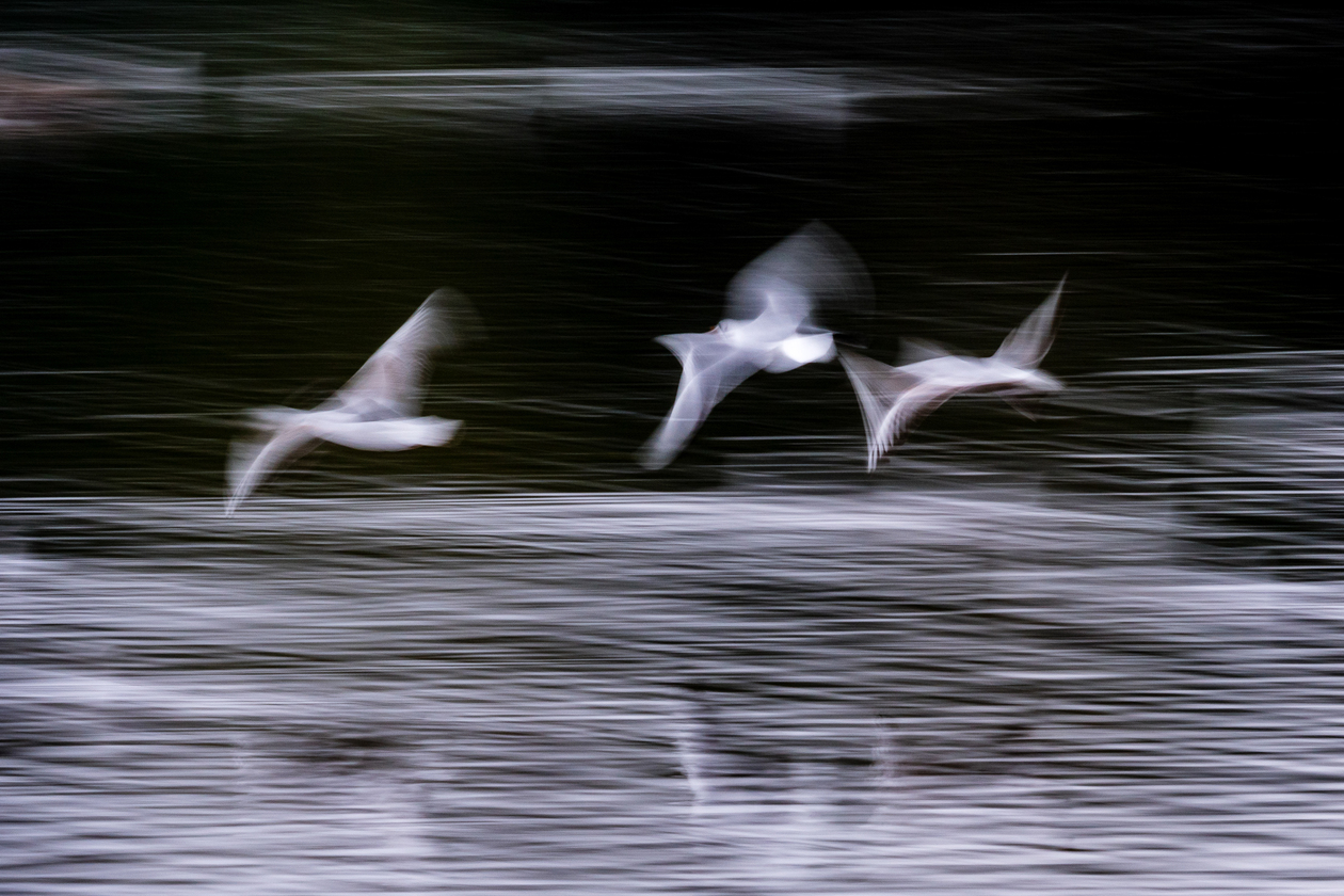 Über einer Wasserfläche fliegen Silberreiher