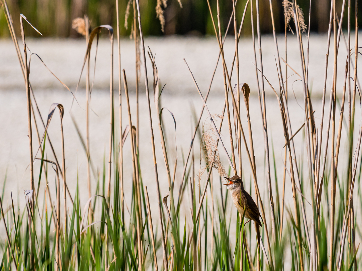Ein Vogel mit offenem Schnabel im Schilf, dahinter eine Wasserfläche.