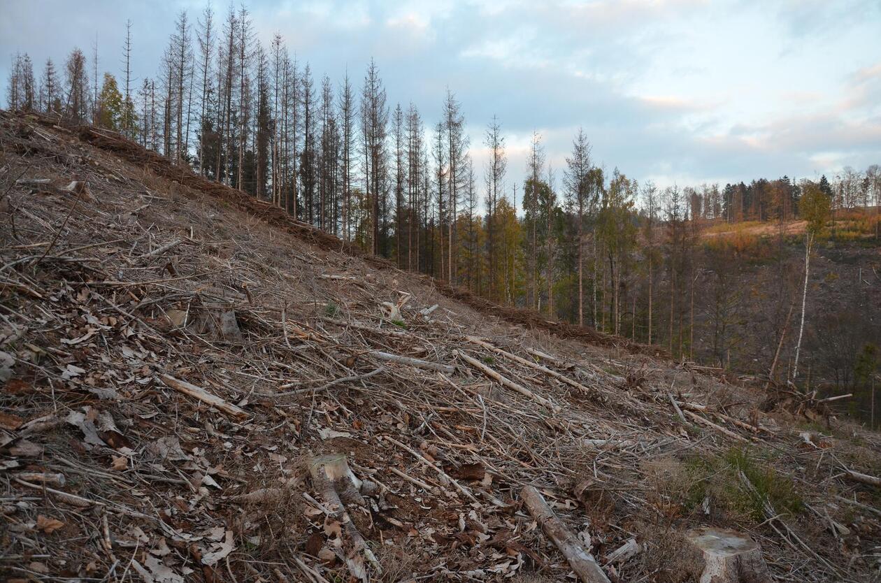 Schlagabraum nach Holzeinschlag an einem Hang. Im Hintergrund stehen geschädigte Nadelbäume.