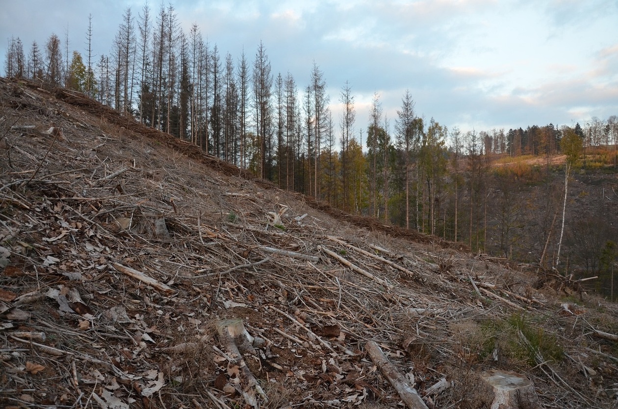 Schlagabraum nach Holzeinschlag an einem Hang. Im Hintergrund stehen geschädigte Nadelbäume.