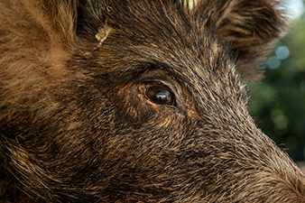 Bild von einem Wildschweinkopf