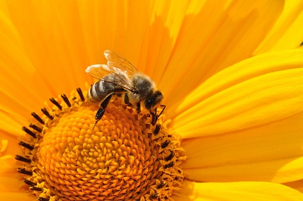 Eine Biene sitzt auf einer Blüte.