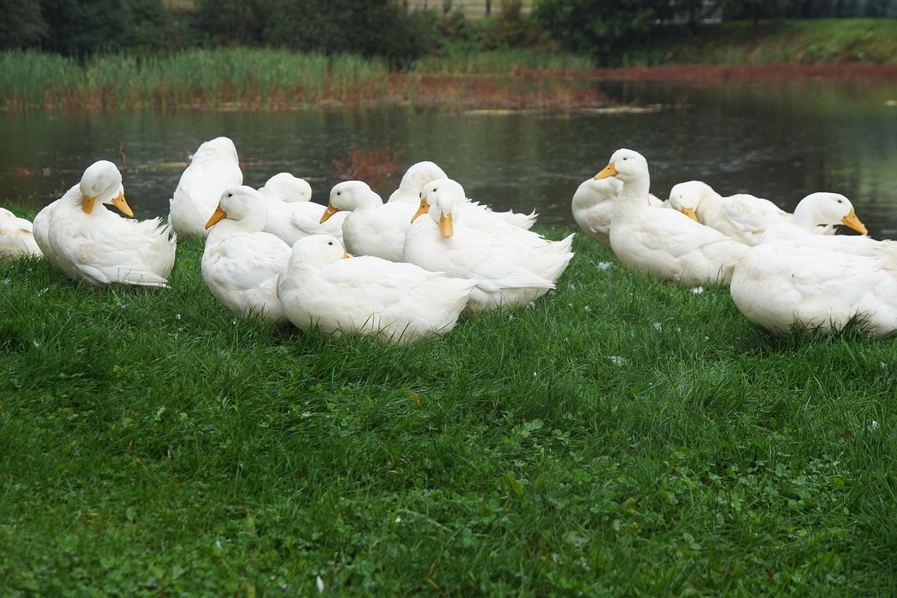 Eine Gruppe von Enten