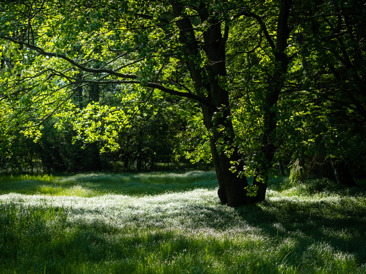 Ein Baum auf einer Waldwiese im Frühling